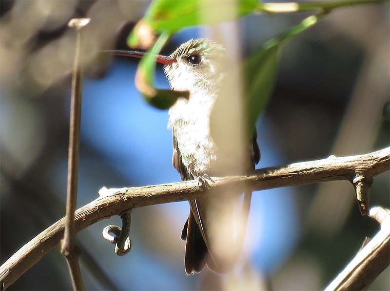 Broad-billed Hummingbird - ML73711331