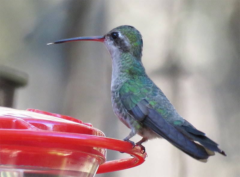 kolibřík širokozobý - ML73711341