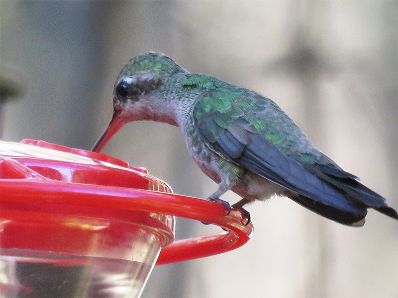 Broad-billed Hummingbird - ML73711351