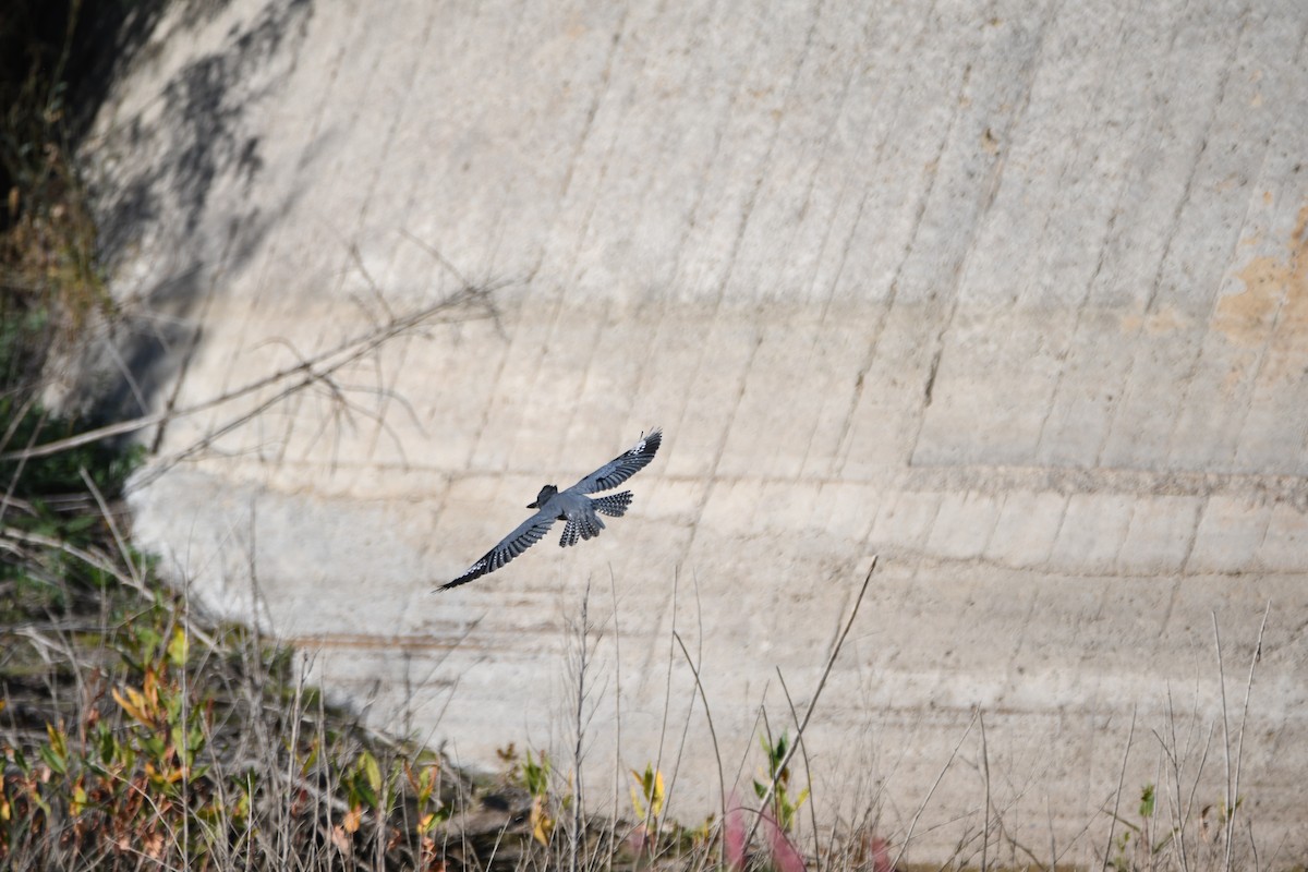 Belted Kingfisher - ML73713011