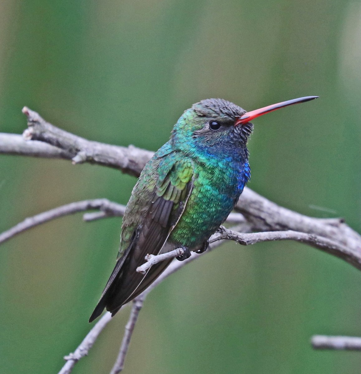 Broad-billed Hummingbird - John Bruin