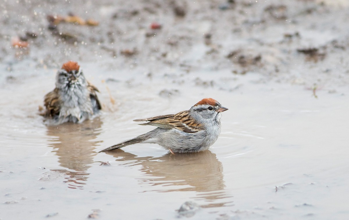 Chipping Sparrow - Darren Clark