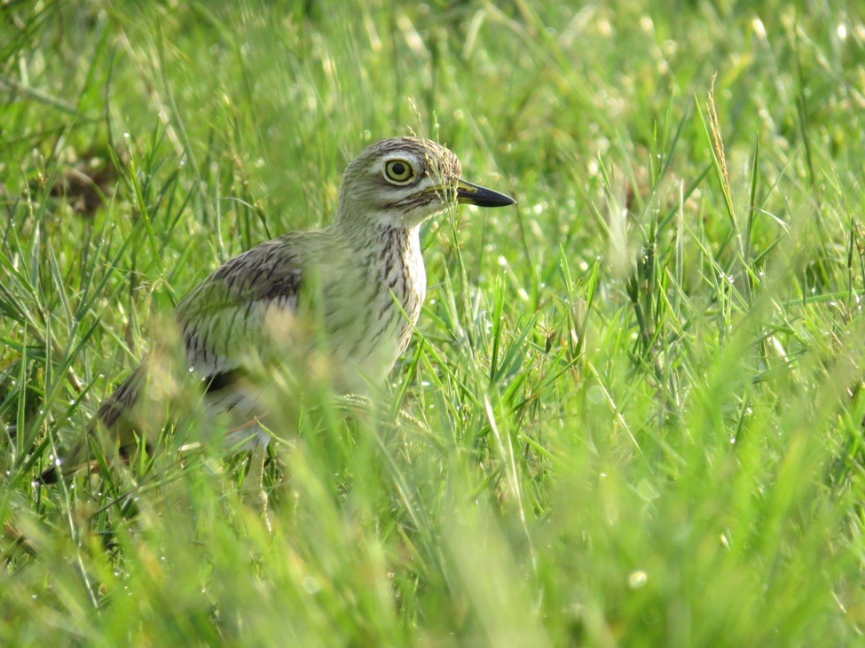 Senegal Thick-knee - André Weiss