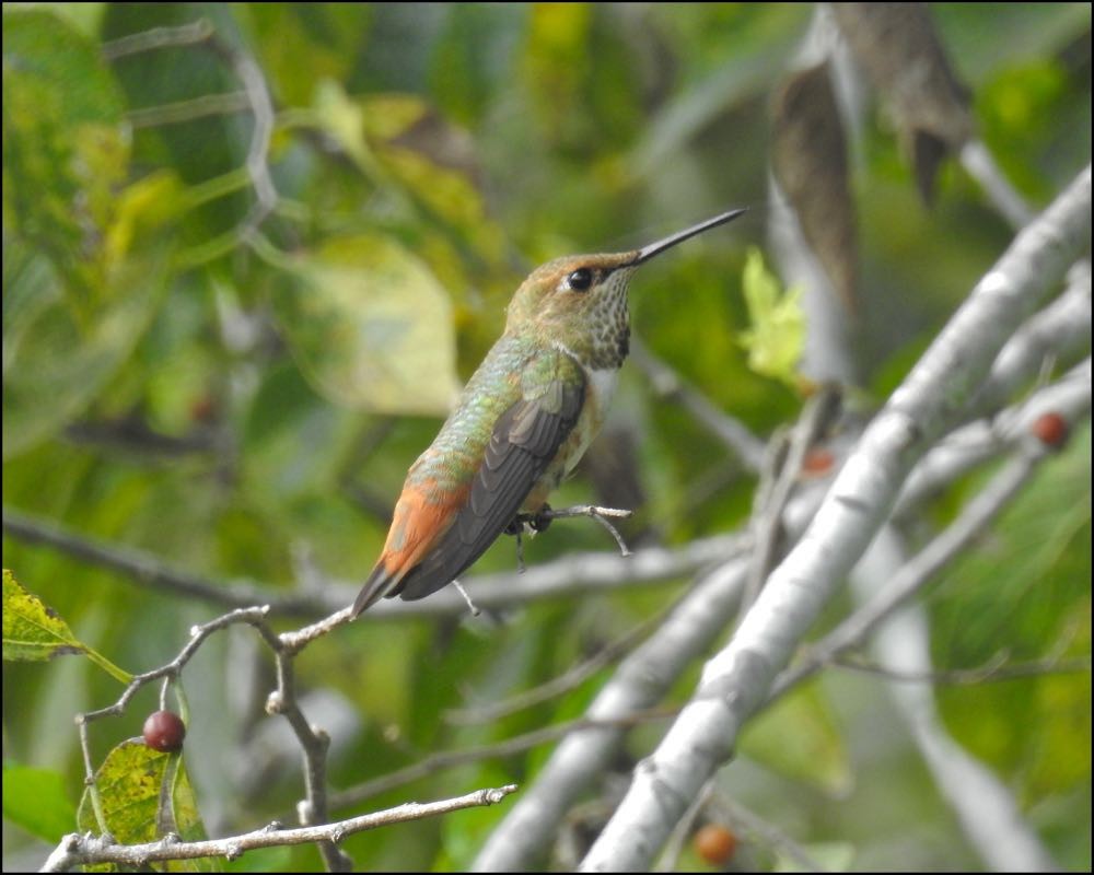 Rufous Hummingbird - Bruce Moorman