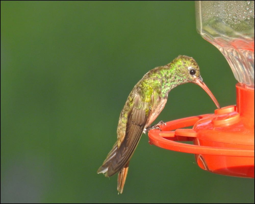 Buff-bellied Hummingbird - ML73719271