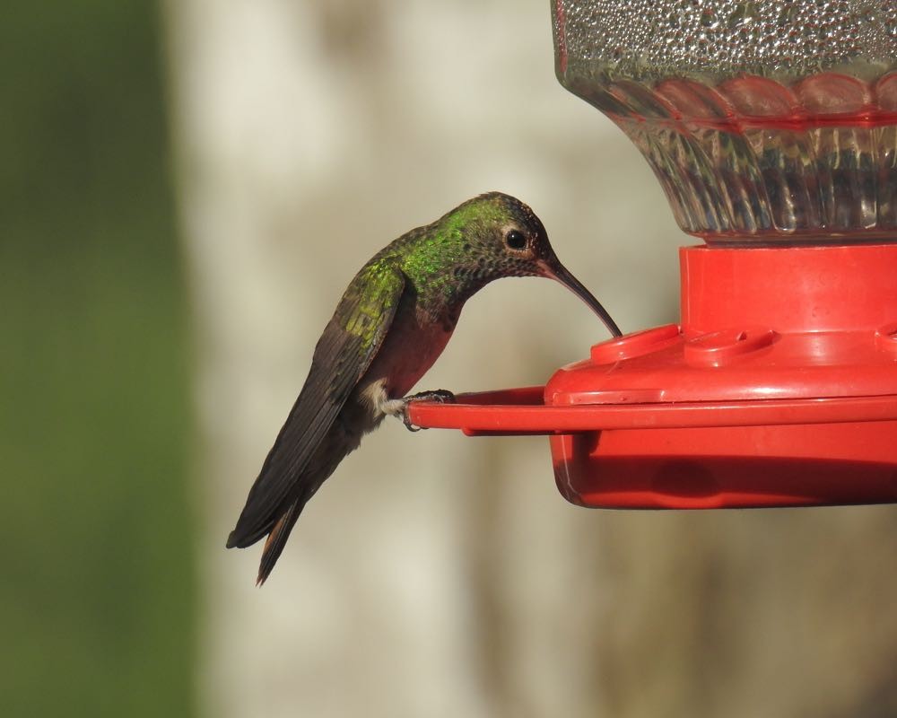 Buff-bellied Hummingbird - ML73719361
