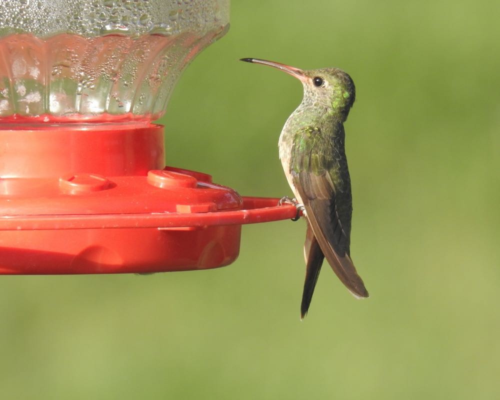 Buff-bellied Hummingbird - ML73719381