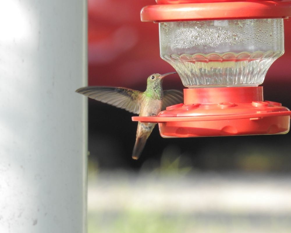 Buff-bellied Hummingbird - ML73719411