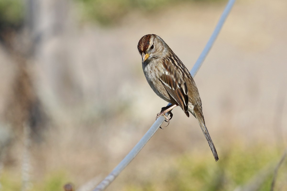 White-crowned Sparrow - ML73721471