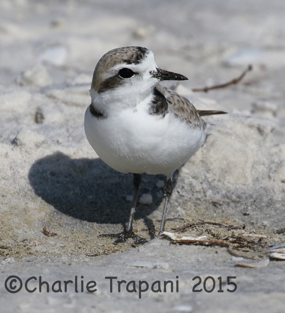 Snowy Plover - Charlie Trapani