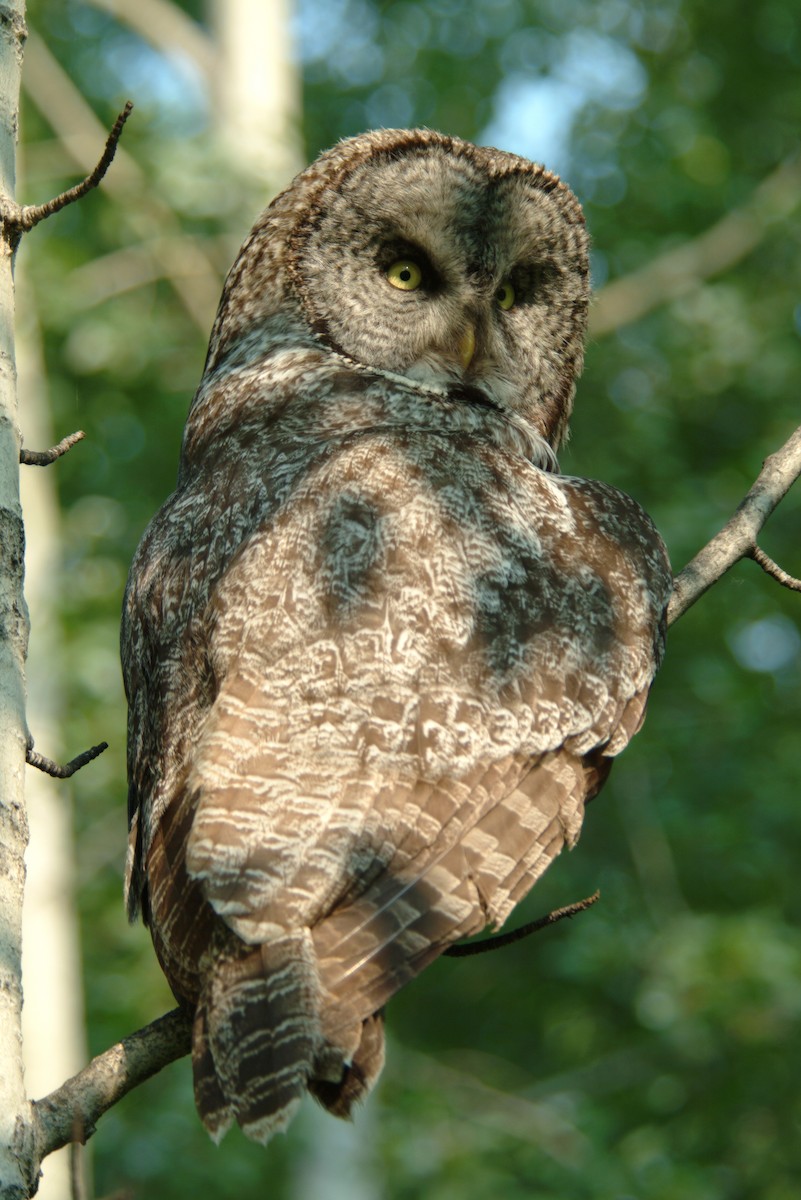 Great Gray Owl - Cameron Eckert
