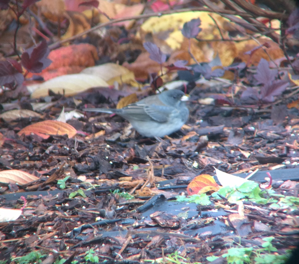 Dark-eyed Junco x White-throated Sparrow (hybrid) - ML73728681