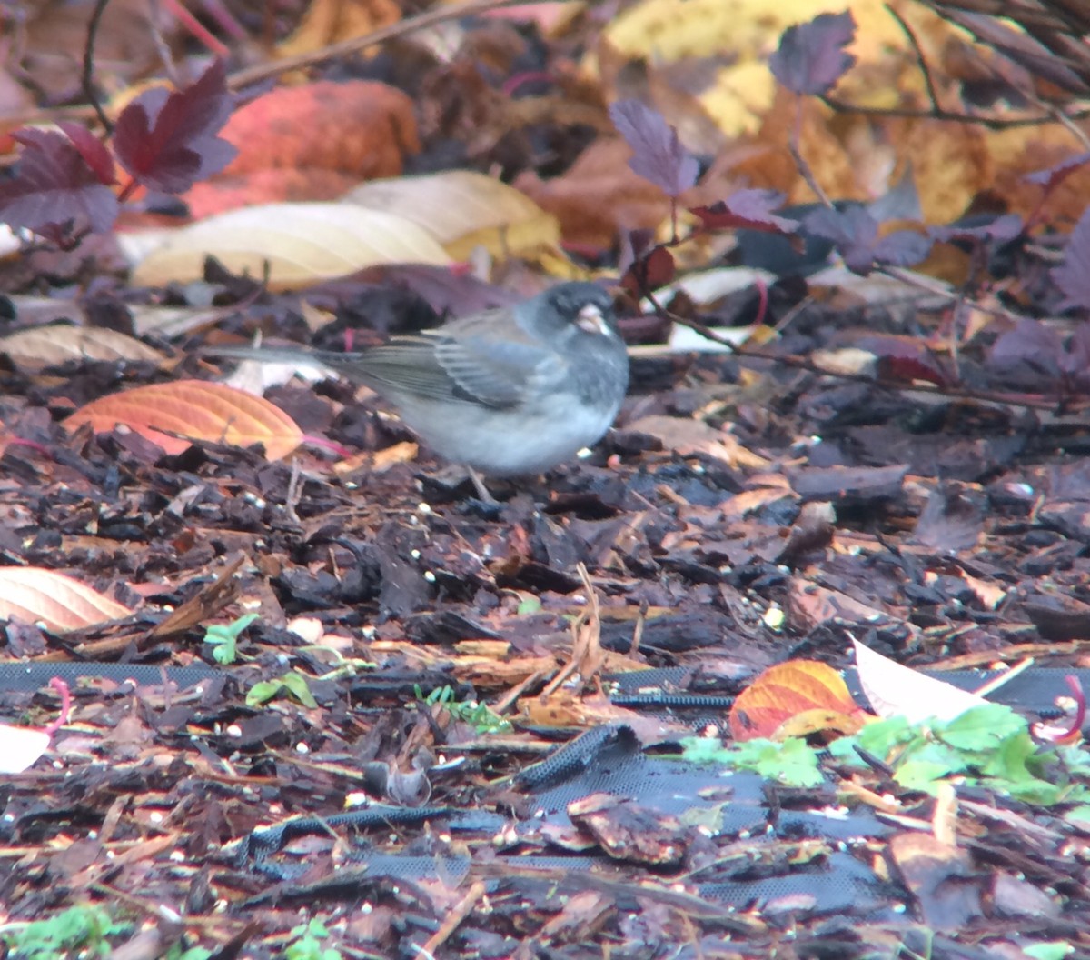 Dark-eyed Junco x White-throated Sparrow (hybrid) - ML73728701