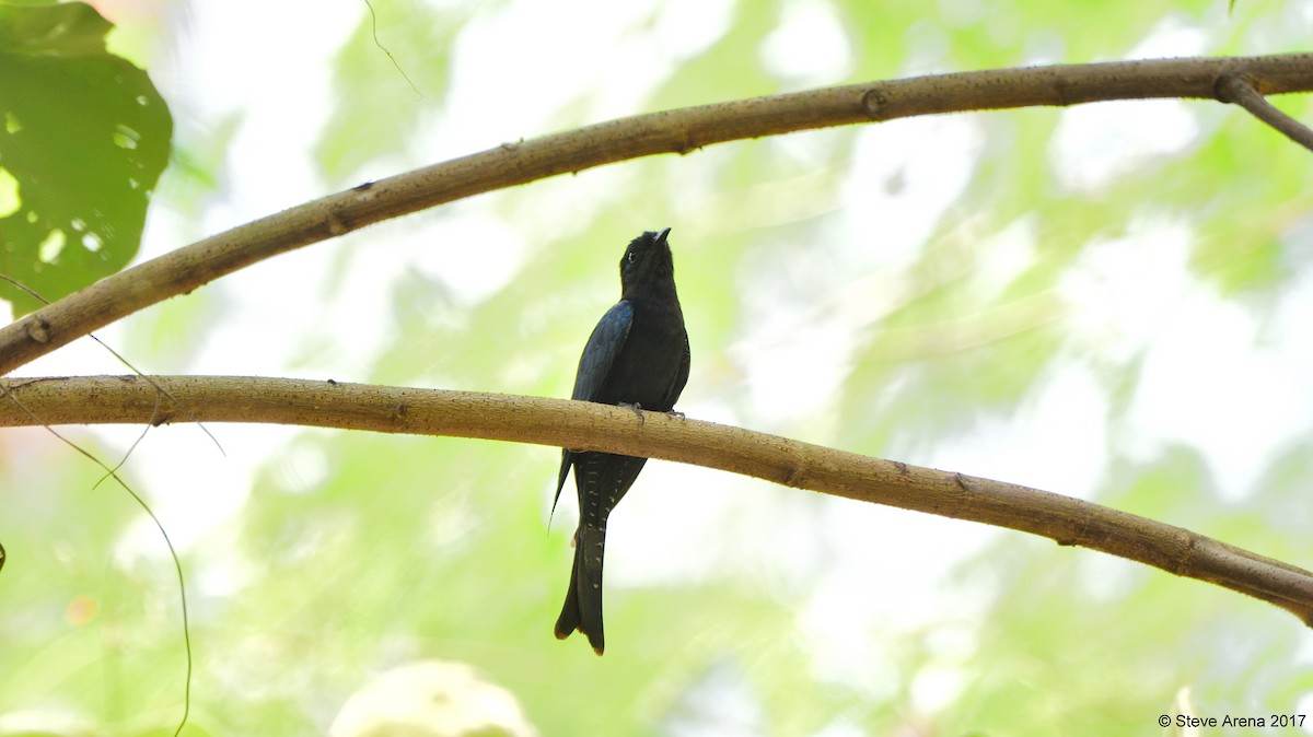 Square-tailed Drongo-Cuckoo - ML73730981