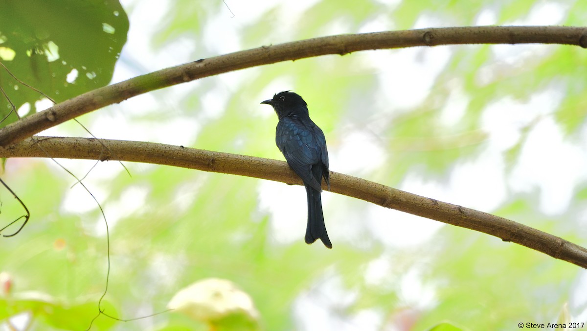 Square-tailed Drongo-Cuckoo - ML73730991