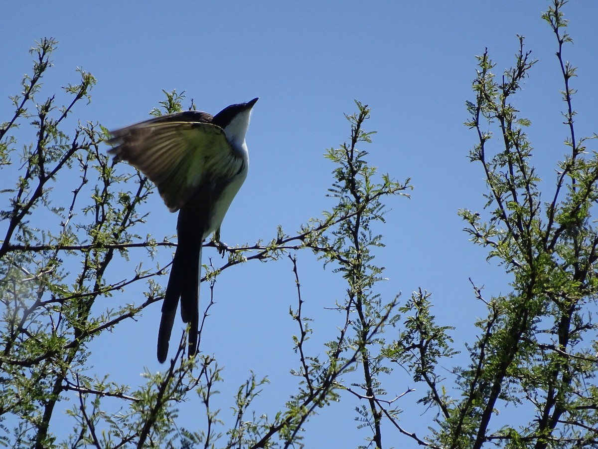 Fork-tailed Flycatcher - ADRIAN GRILLI