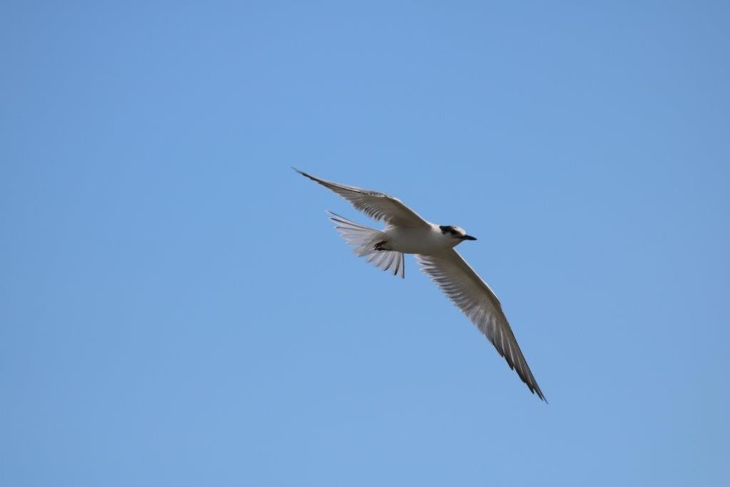 Common Tern - ML73741061