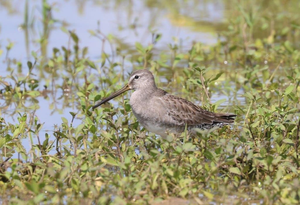 Long-billed Dowitcher - Anthony Levesque