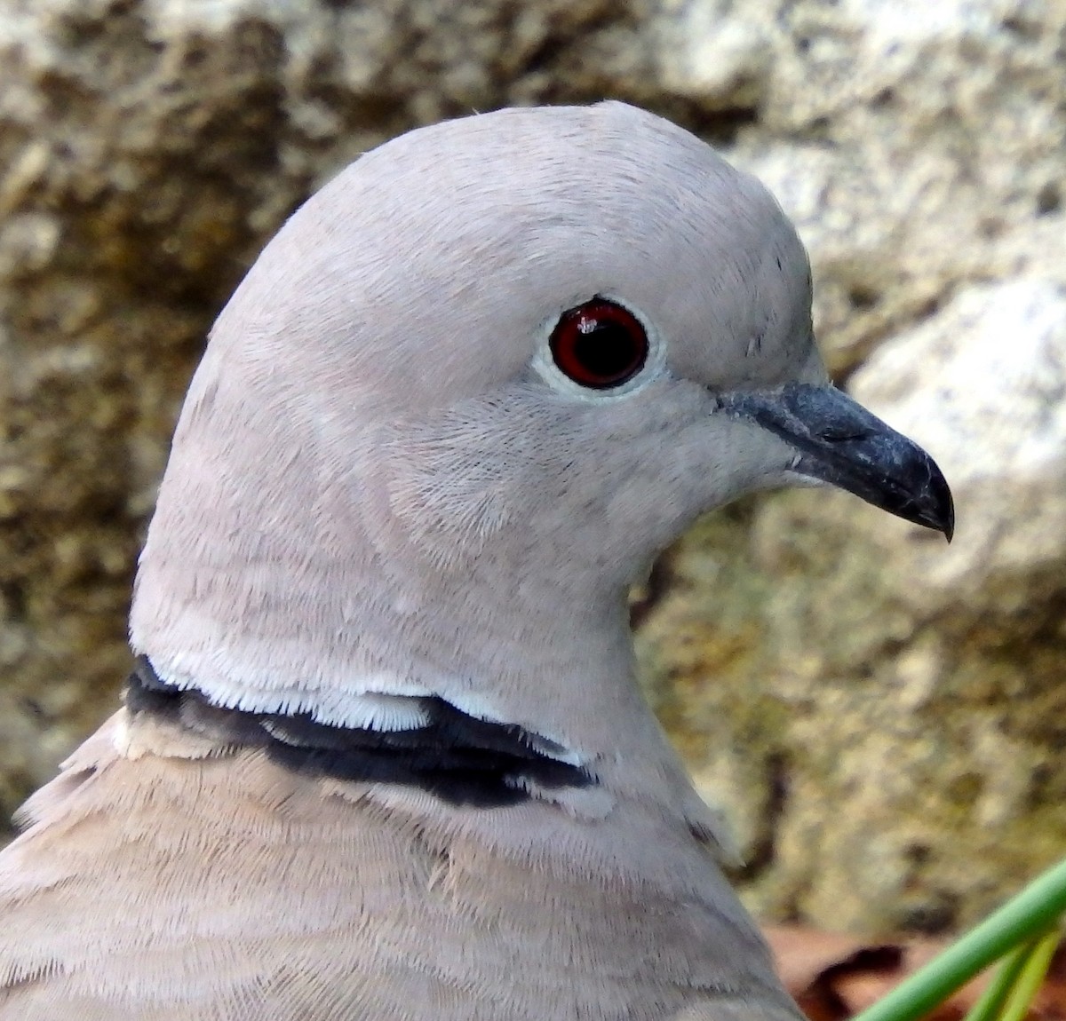 Eurasian Collared-Dove - ML73746901