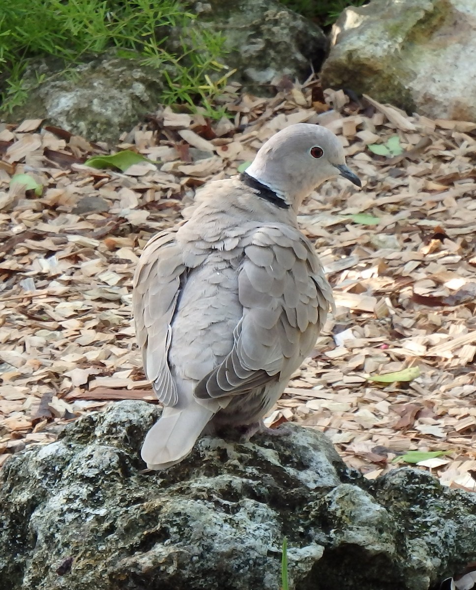 Eurasian Collared-Dove - ML73746911