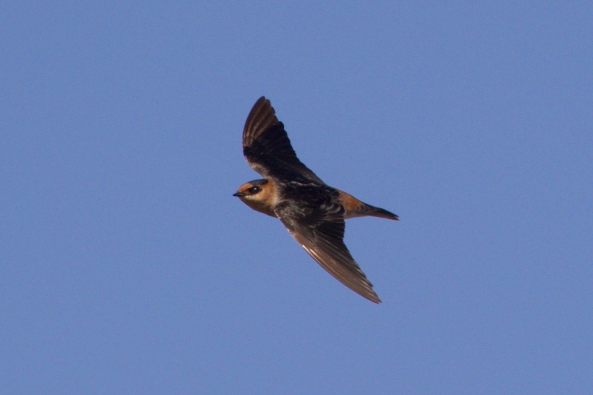Cave Swallow - Cory Gregory