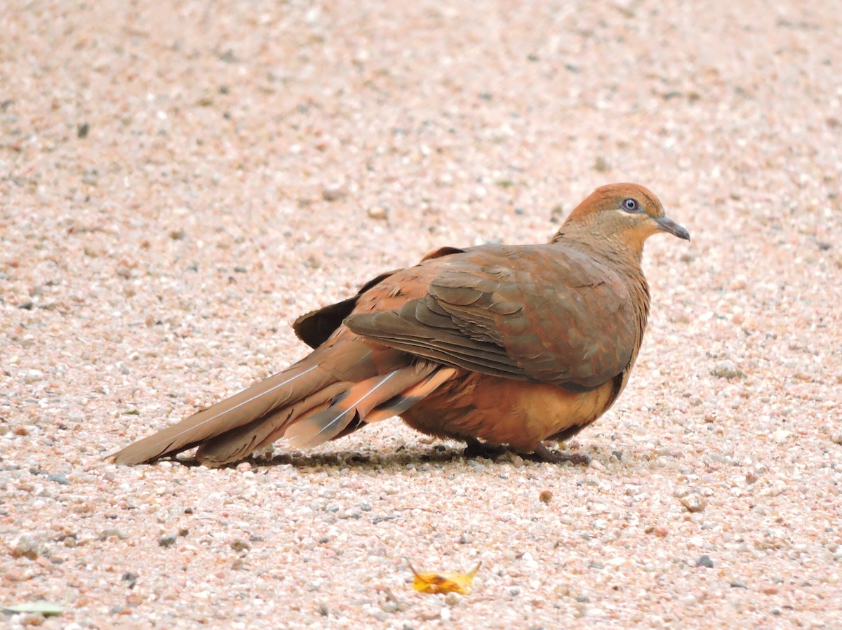 Brown Cuckoo-Dove - ML73747121