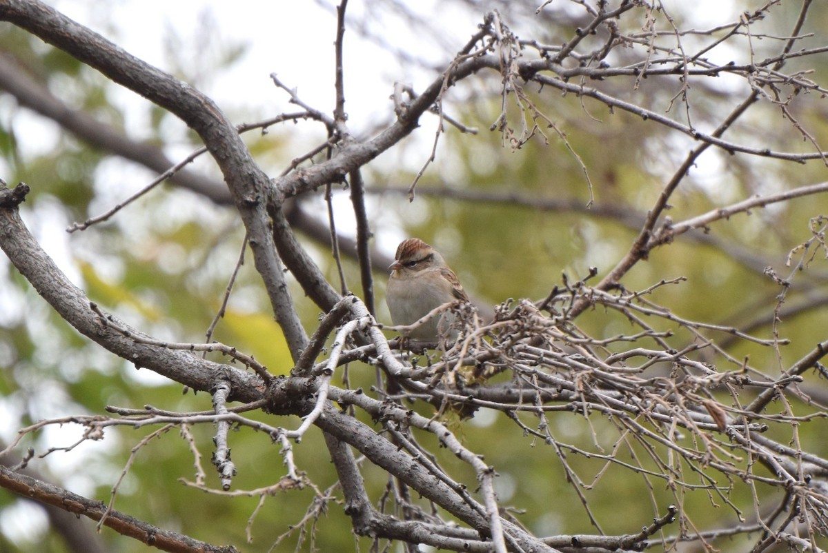 Chipping Sparrow - ML73747241