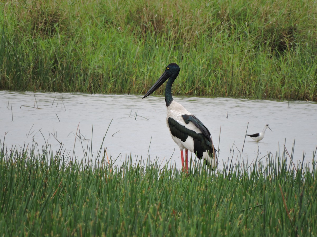 Black-necked Stork - ML73748961