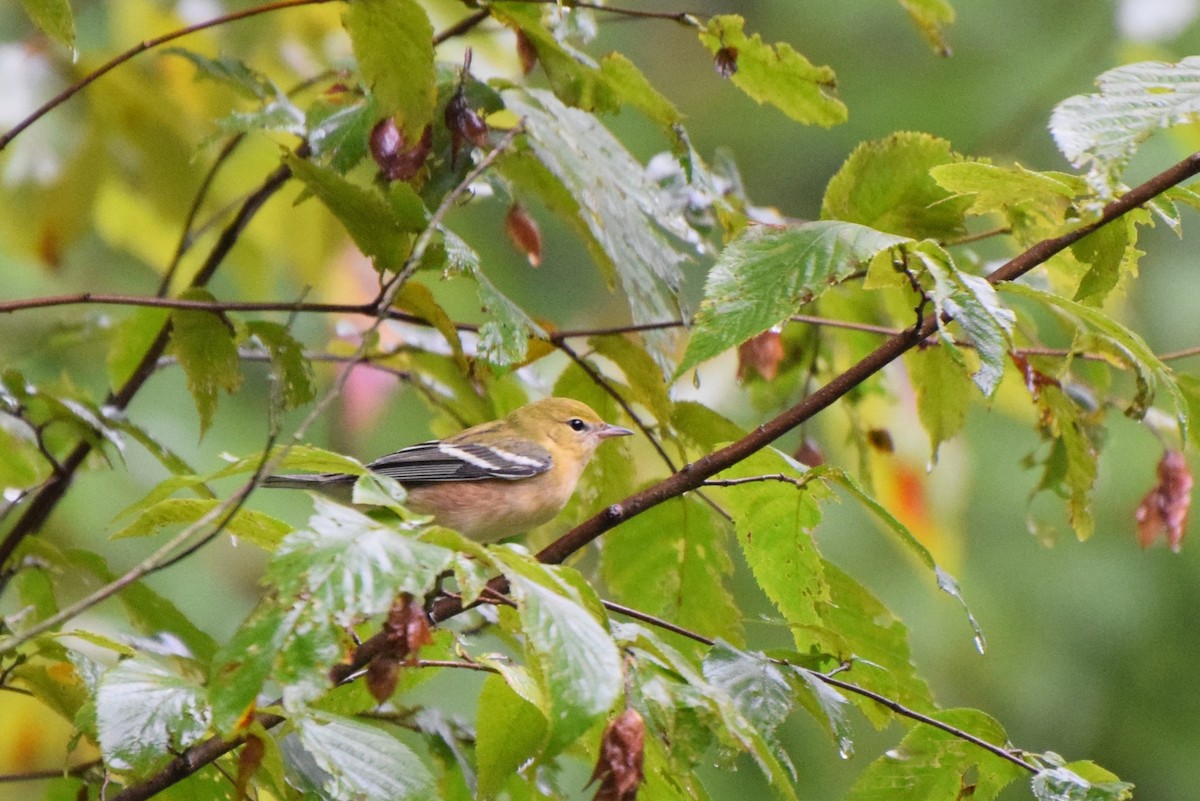 Bay-breasted Warbler - irina shulgina