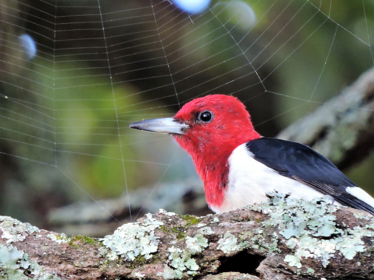 Red-headed Woodpecker - ML73753221