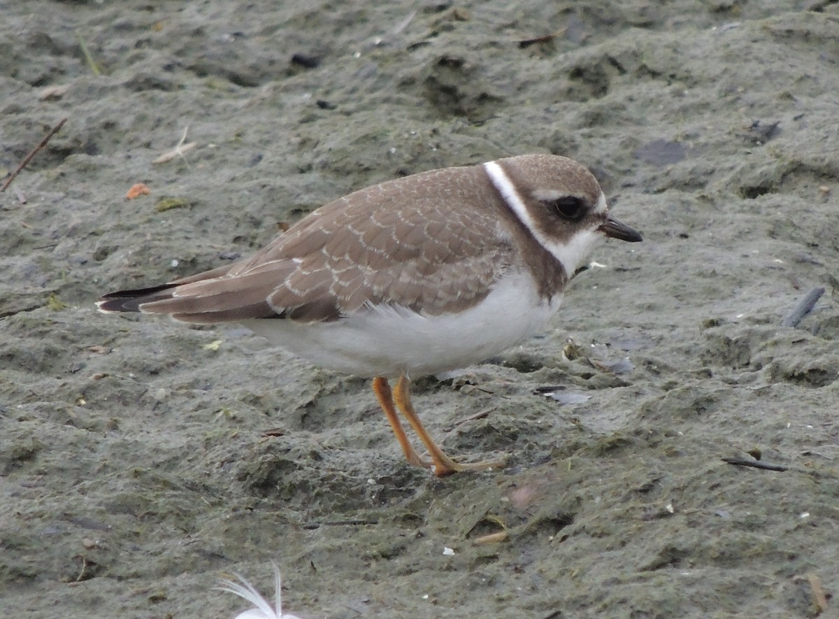 Semipalmated Plover - Jim Miles