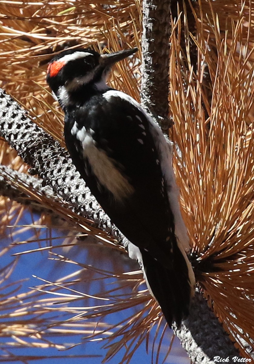Hairy Woodpecker - Rick Vetter