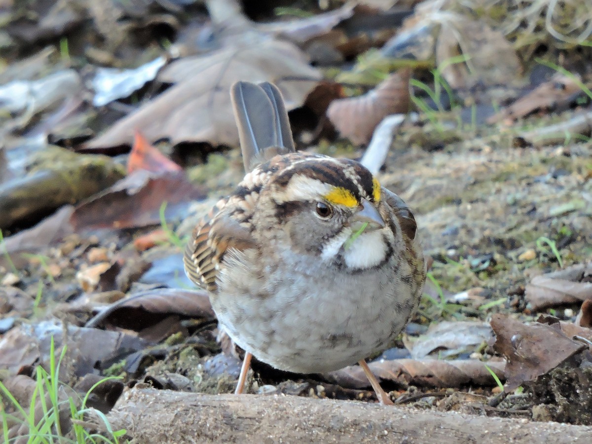 White-throated Sparrow - ML73760951