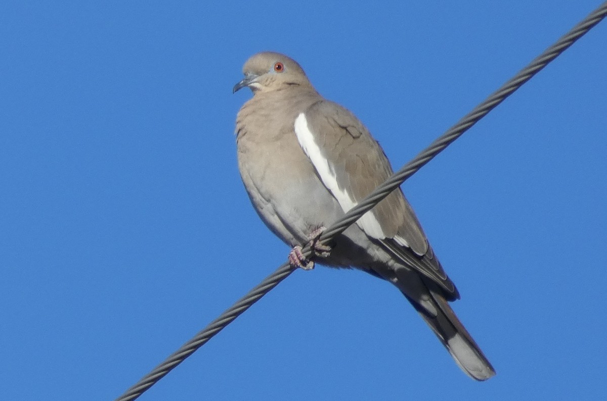 White-winged Dove - ML73761311