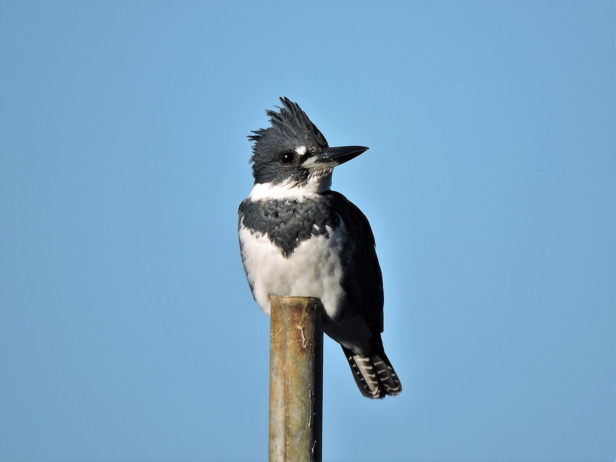 Belted Kingfisher - ML73762211