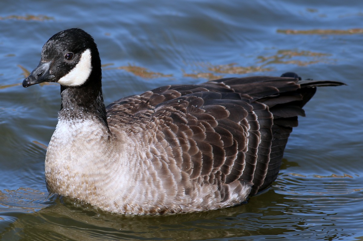 Cackling Goose (Aleutian) - Jon G.