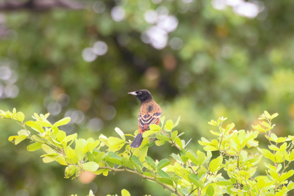 Orchard Oriole - Francis Canto Jr