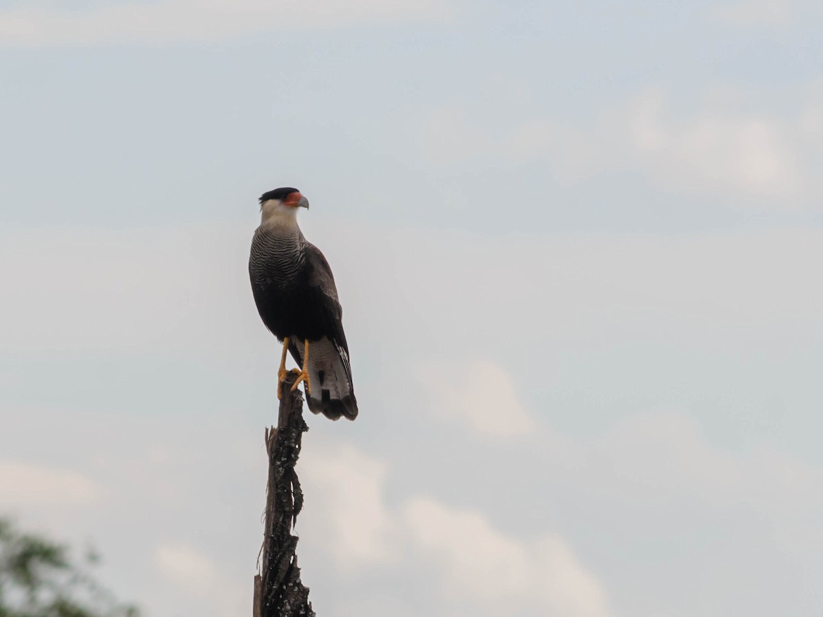 Crested Caracara (Southern) - ML73766681