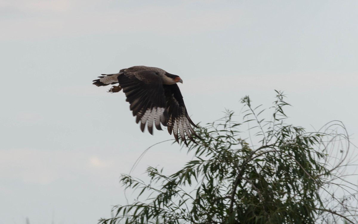 Crested Caracara (Southern) - ML73766691