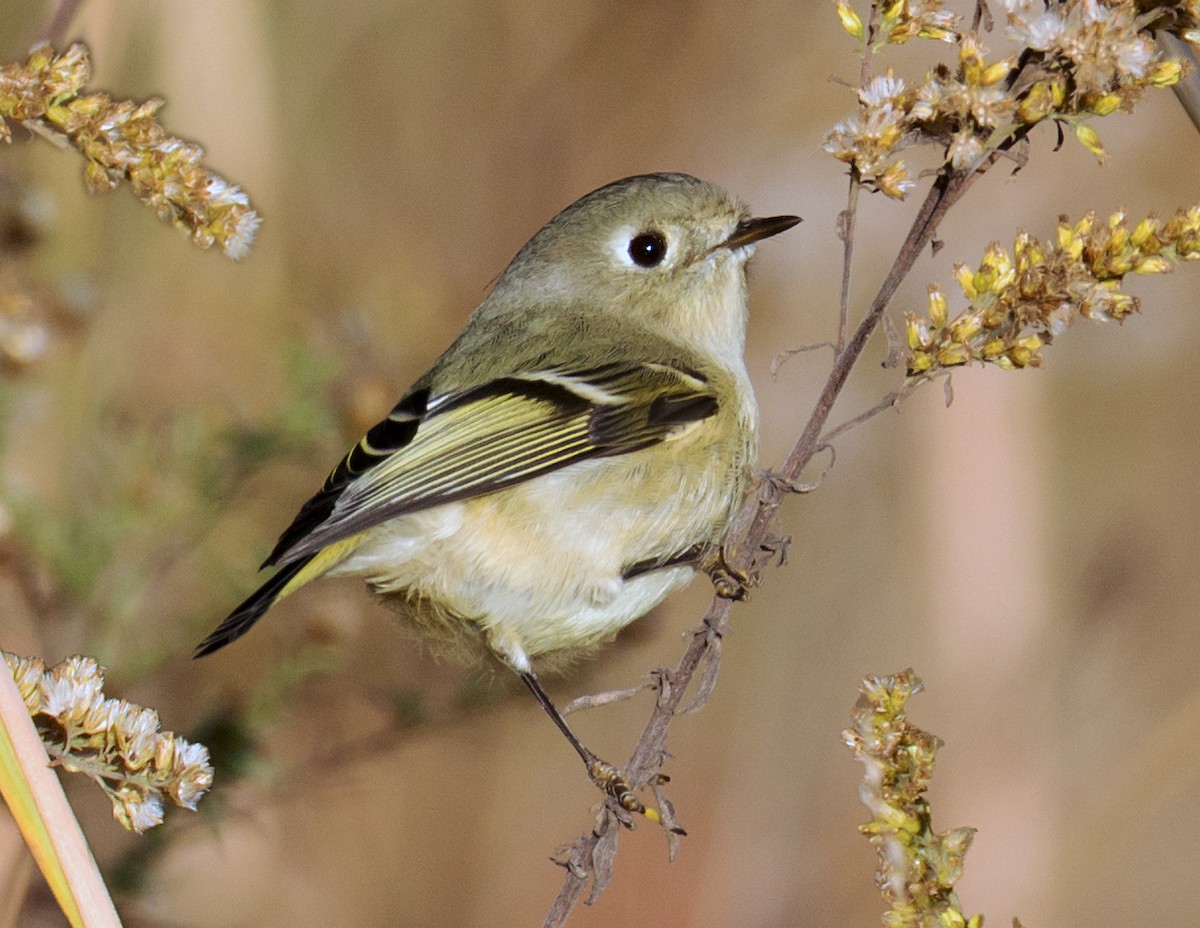 Ruby-crowned Kinglet - Jack and Shirley Foreman