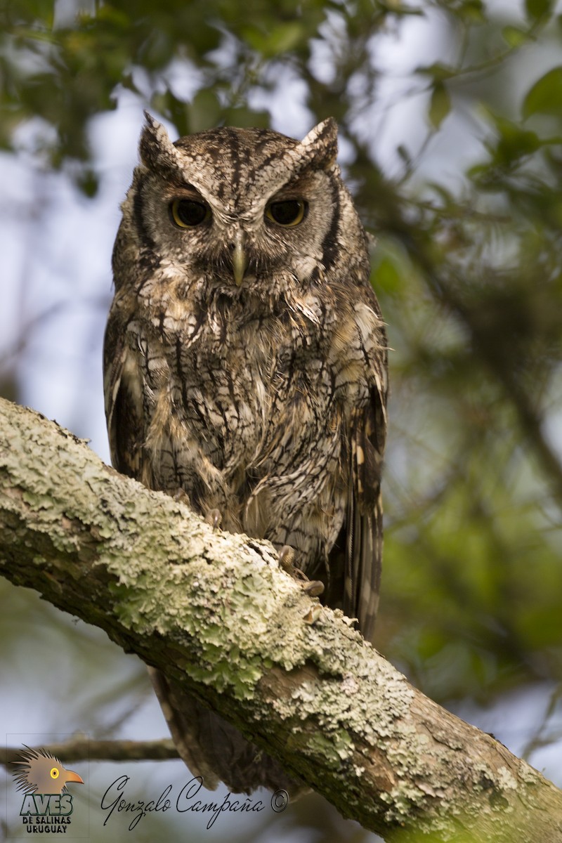Tropical Screech-Owl - Gonzalo Campaña Fourcade