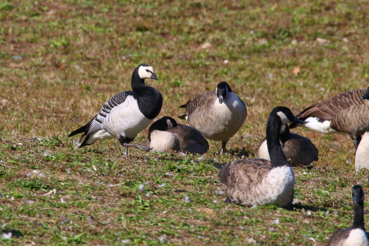 Barnacle Goose - Devin Griffiths