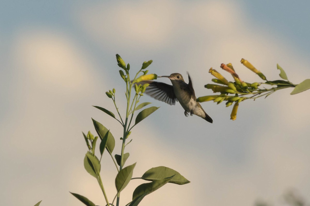 White-bellied Hummingbird - Stella Ayala