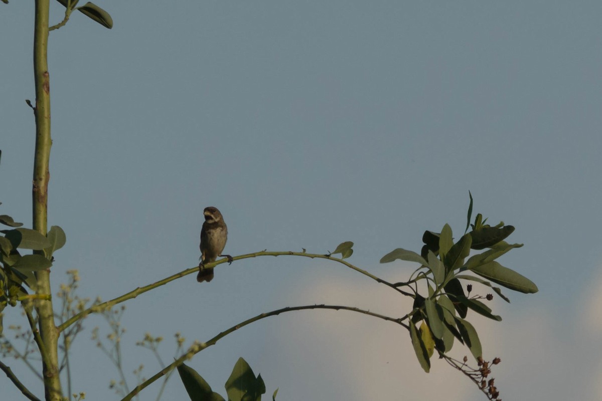 Double-collared Seedeater - ML73769221