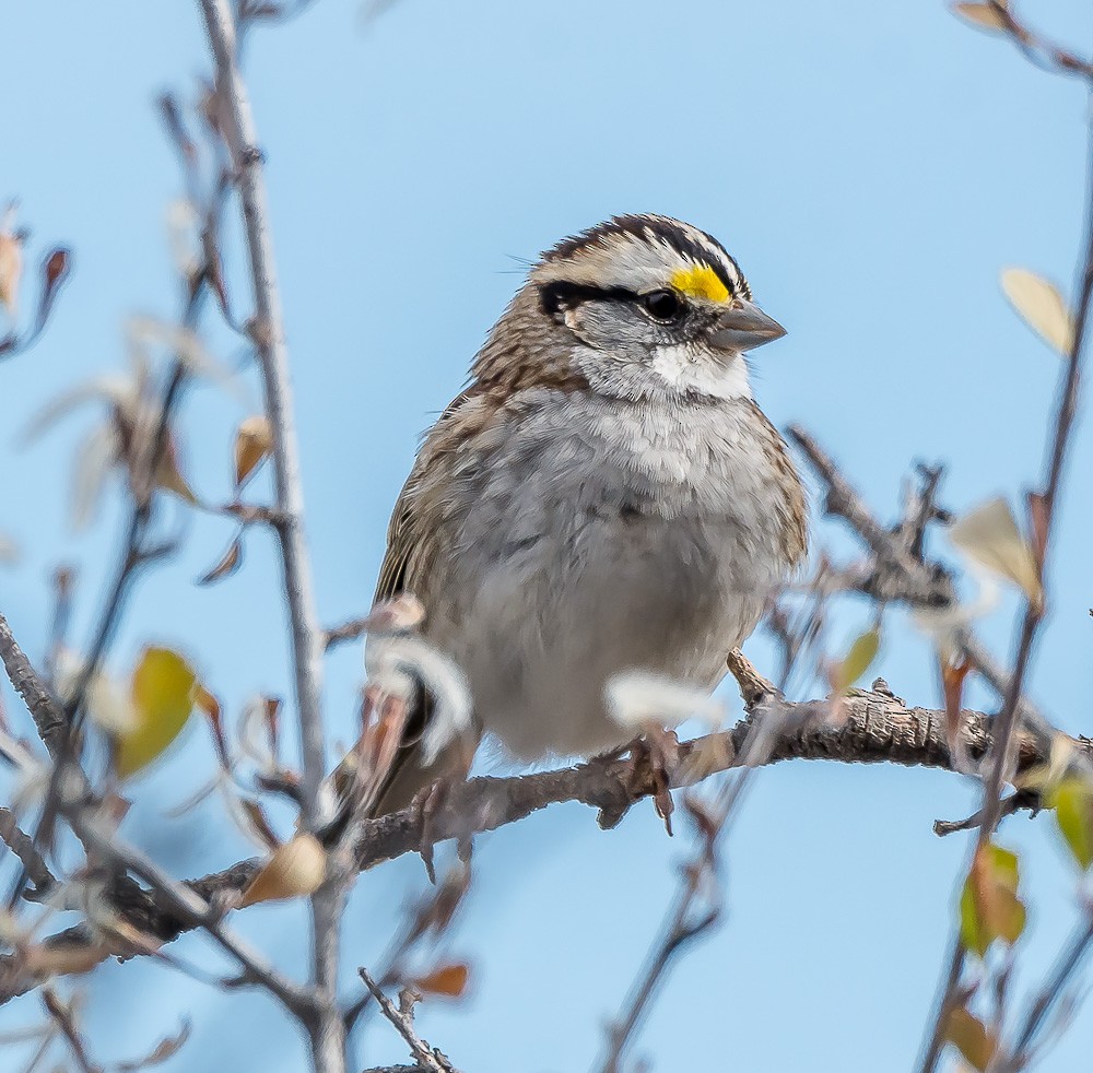 White-throated Sparrow - ML73769411