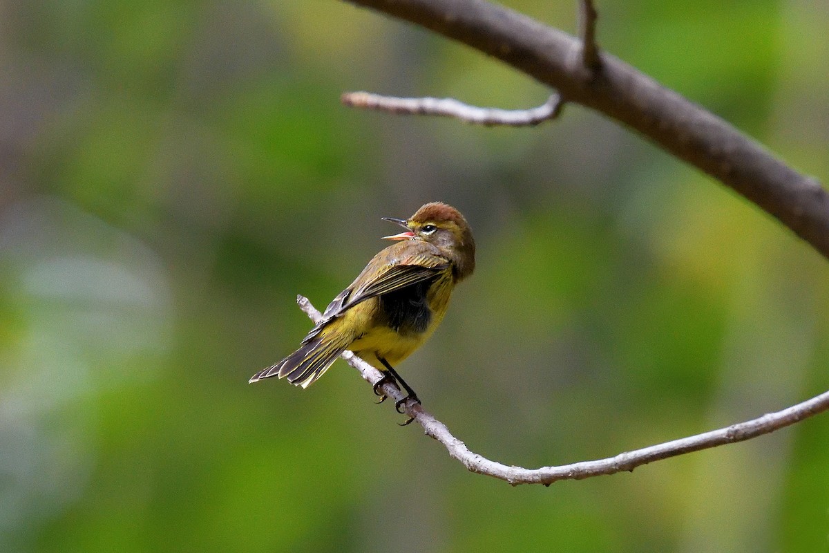 Palm Warbler (Yellow) - terence zahner