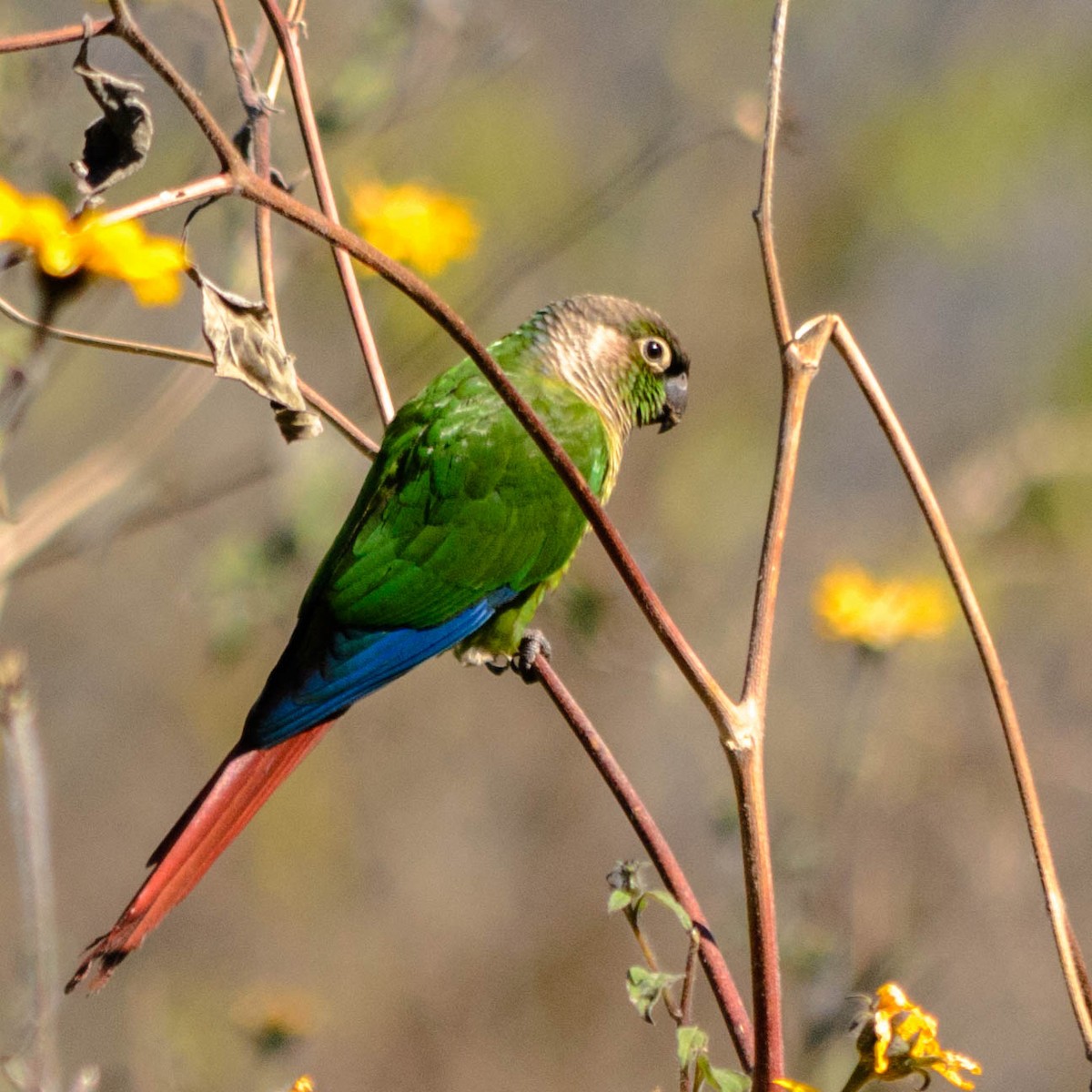 Green-cheeked Parakeet - ML73771241