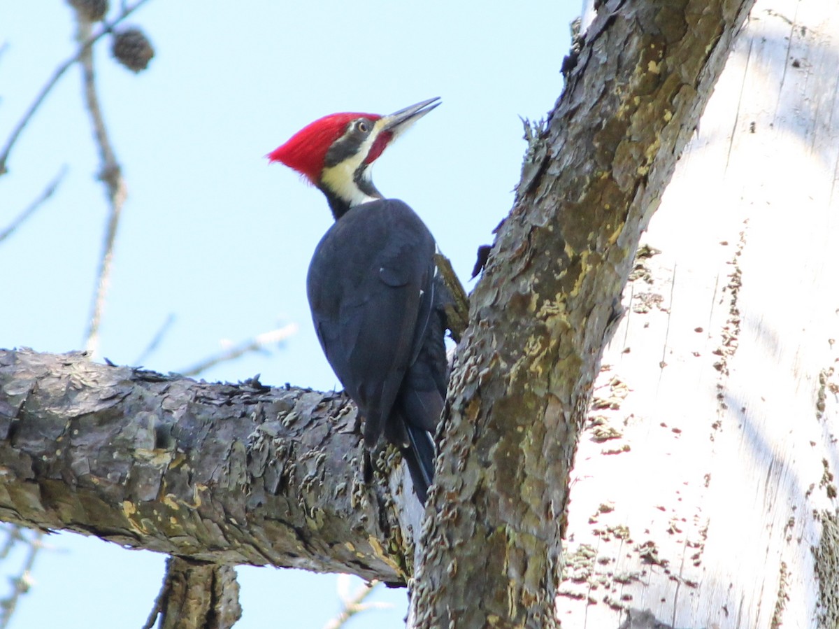 Pileated Woodpecker - Holly Morales