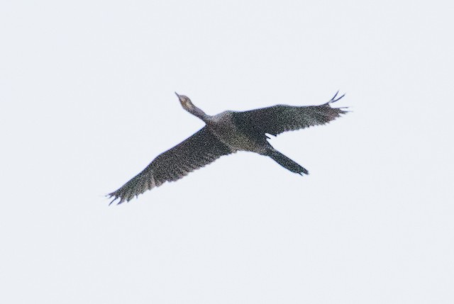 Long-tailed Cormorant