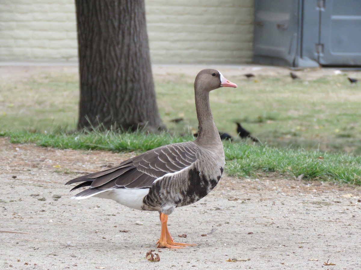 Greater White-fronted Goose - ML73775841